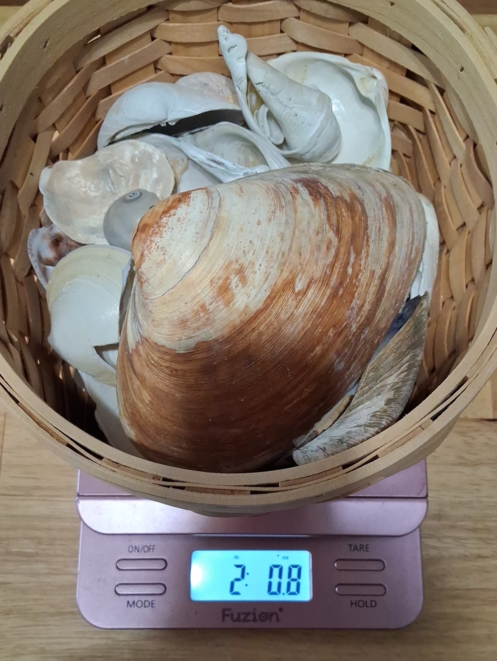 Natural Sea Shell Basket Decorative Accent - Brown & White